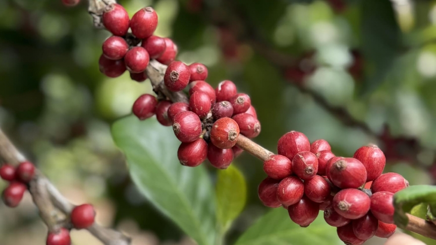 Giá cà phê hôm nay 31/10: Giá cà phê trong nước đi ngang 115.500 - 116.700 đồng/kg